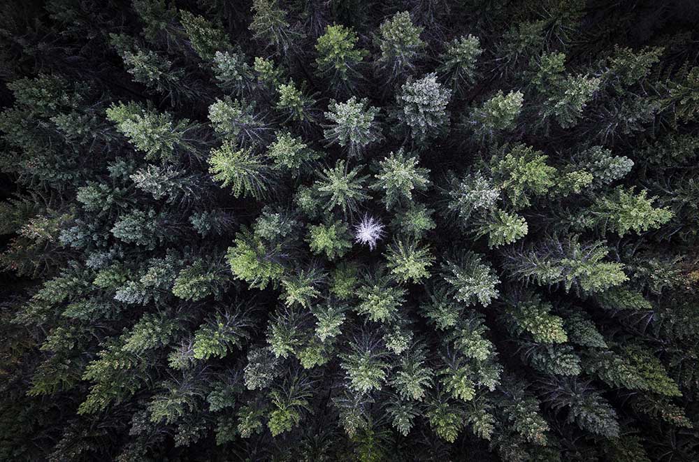 Dead tree surrounded by alive trees, drone photo. de Christian Lindsten