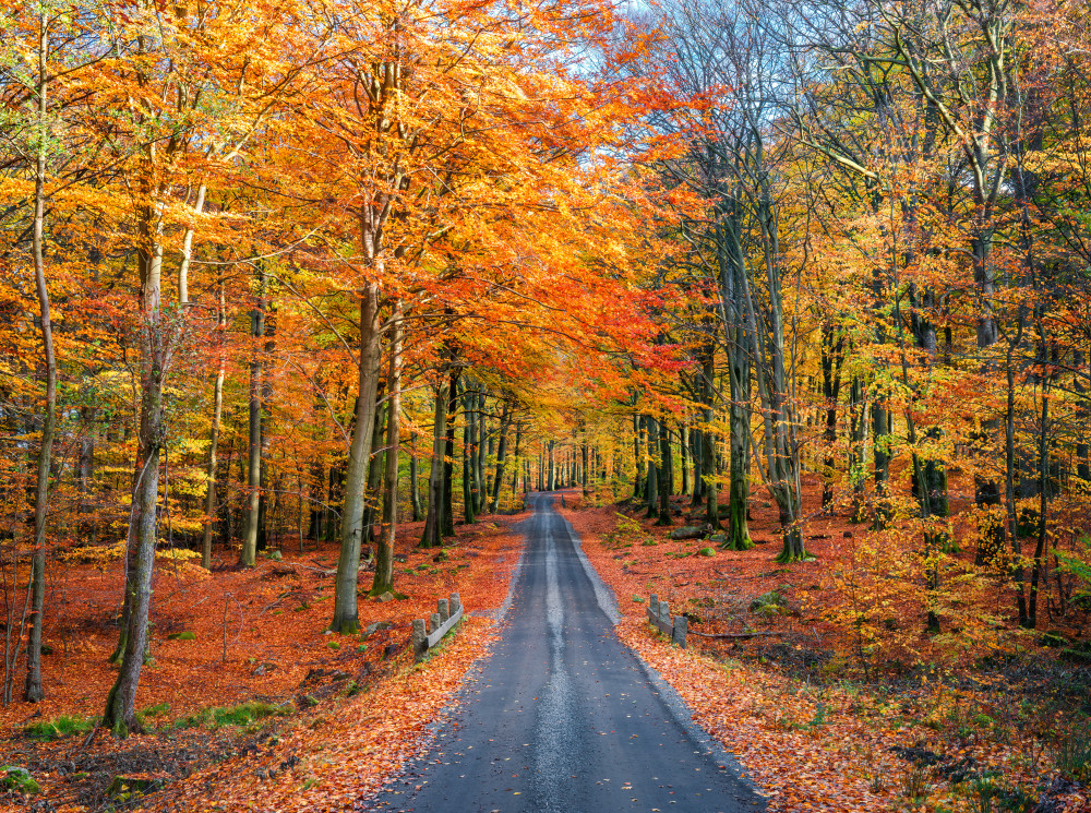 Road into autumn de Christian Lindsten