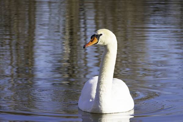 Schwan de Christina Neuhaus-Petrosino