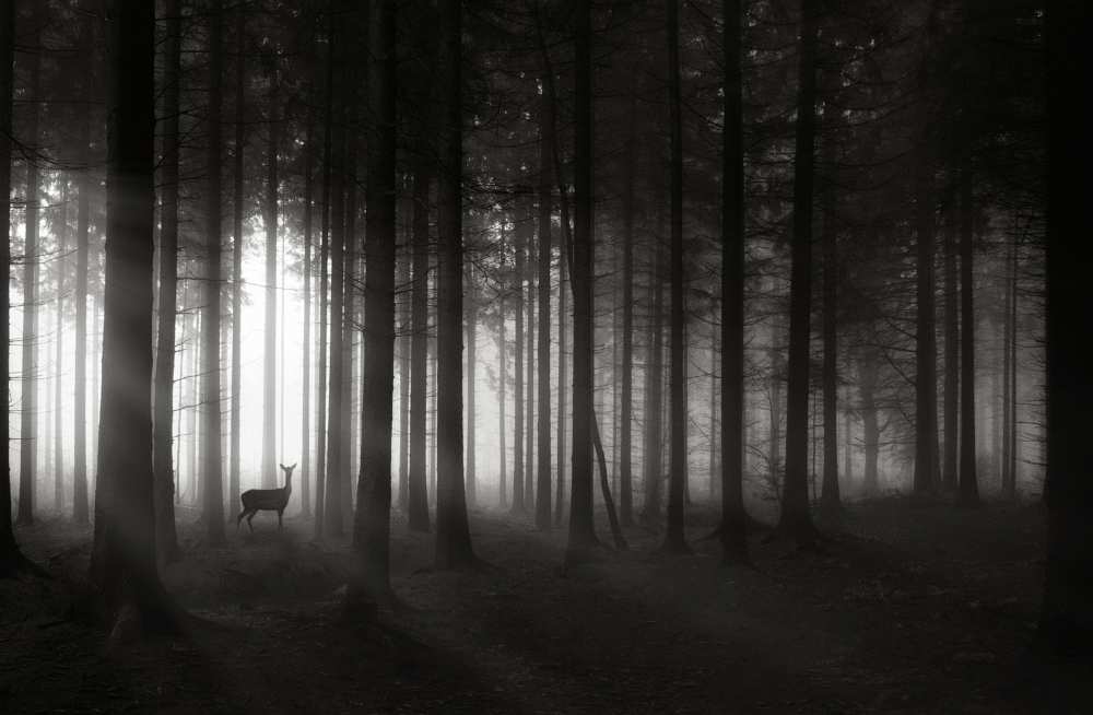 deer`s morning de Christoph Hessel