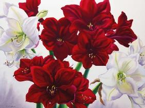 Red and White Amaryllis