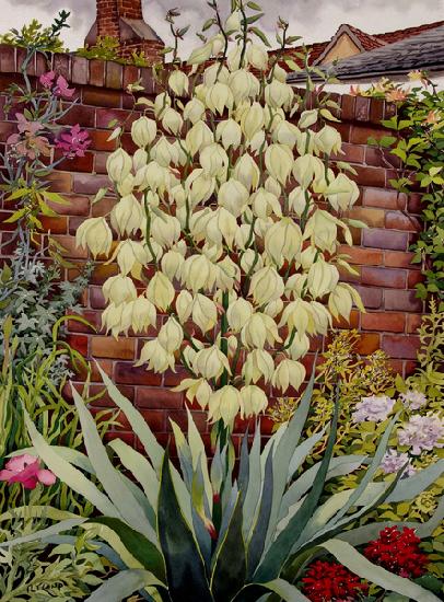 Flowering Yucca