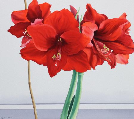 Red Amaryllis