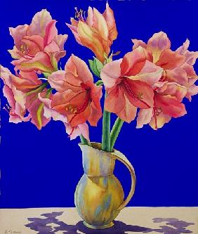 Amaryllis in a jug