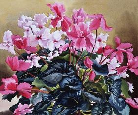 Cyclamen