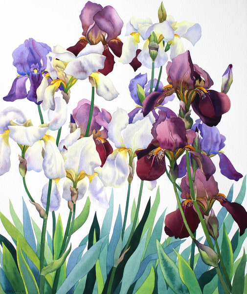 White and Purple Irises de Christopher  Ryland