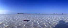 Seestern im Flachwasserbereich