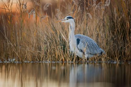 Adea cinerea at dawn