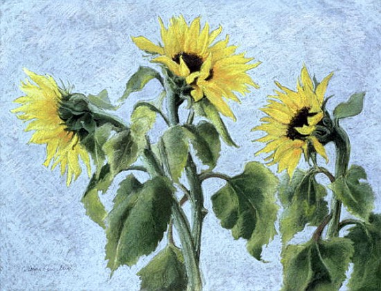 Sunflowers, 1996 (pastel)  de Cristiana  Angelini