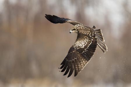 Black Kite