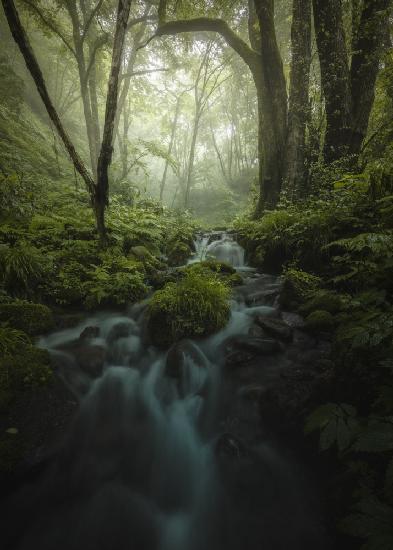 Foggy Stream