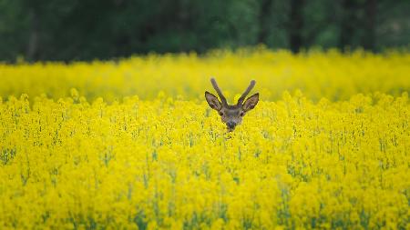 Red deer