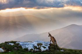 Chamois in Piatra Craiului Romania