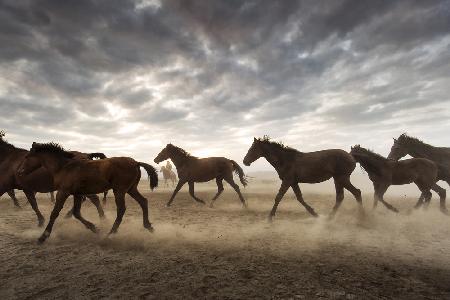 Wild horses