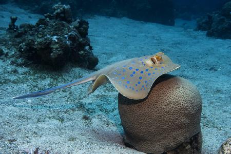 Bluespotted Ribbontail Ray