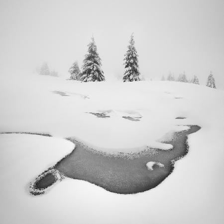 Frozen swamps