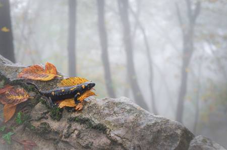 La Salamandra e il suo ambiente