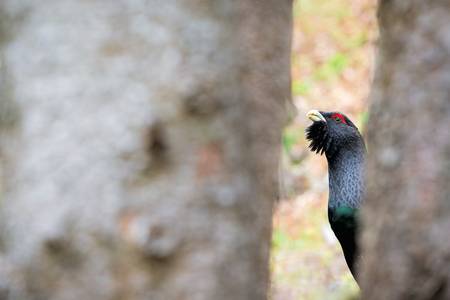 ritratto di Gallo Cedrone