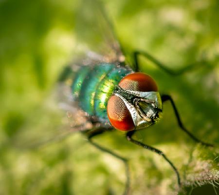 Greenbottle