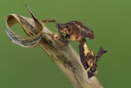 Ghost mantis