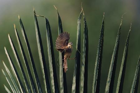 Prinia