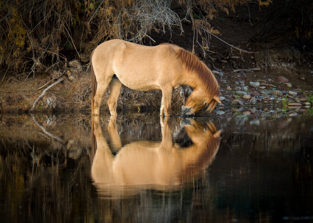 Self reflection de Dave Lehneman