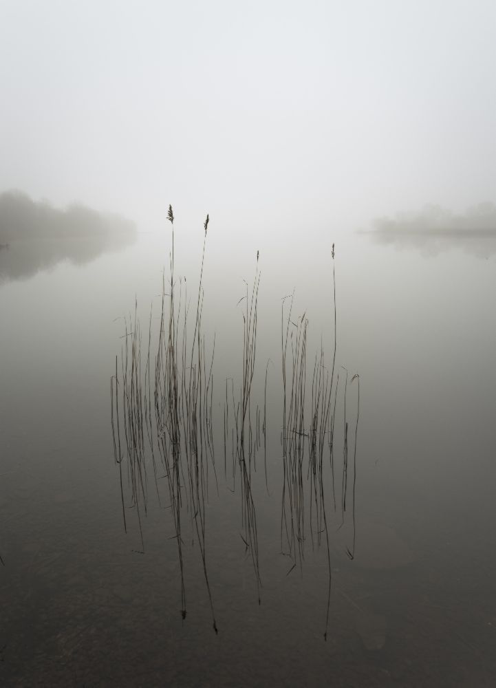 Reeds in the mist de david ahern