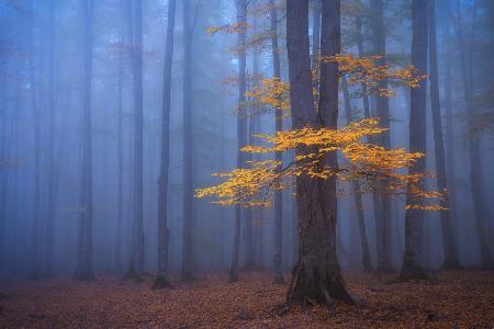 Foggy Forest