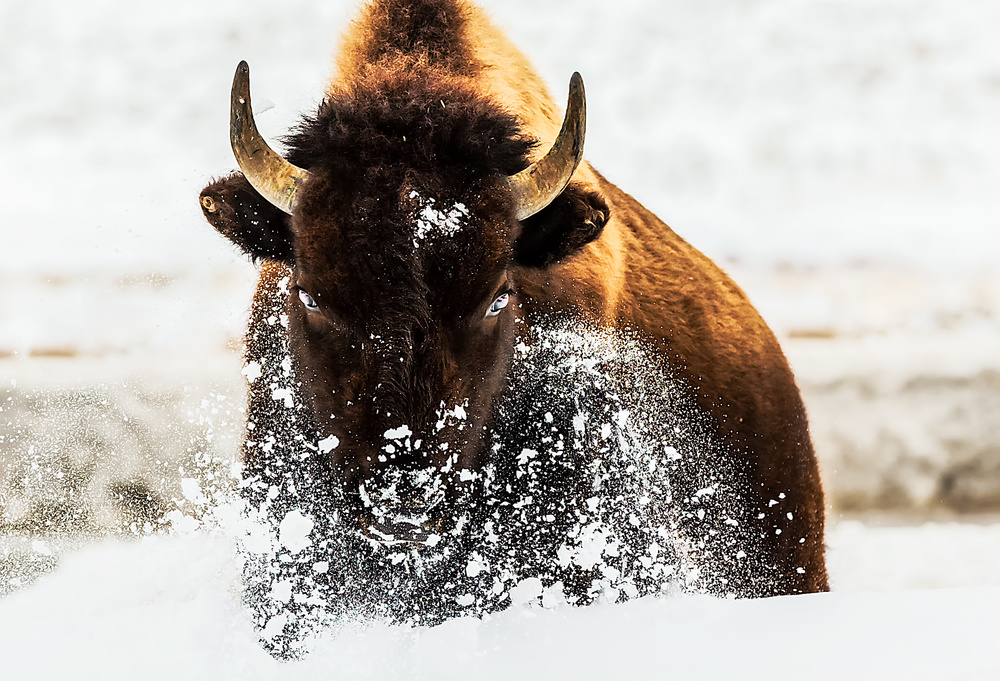 Bison in Action de David Hua