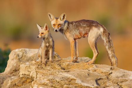 Fox family