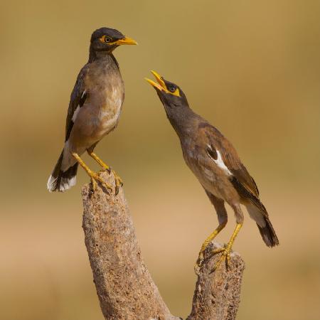 Common Mynas