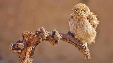 Little Owl