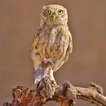 Little Owl