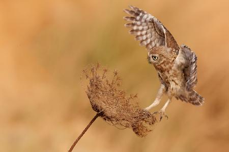 Little Owl