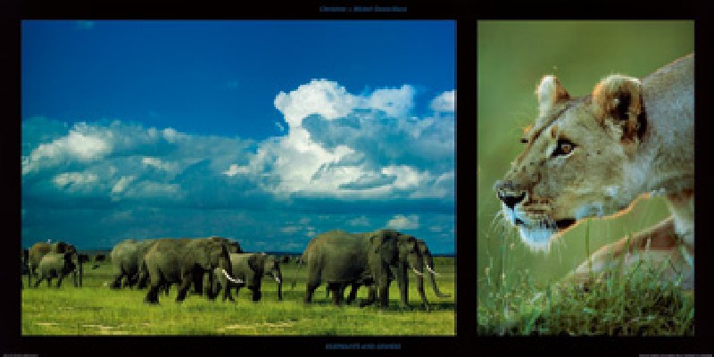 Titulo de la imágen Denis-huot  - Elephants and Lioness