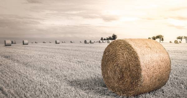 Getreiderolle auf Feld im Sonnenschein.jpg (10749 KB)  de Dennis Wetzel