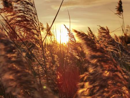 Goldenes Schilfgras im Sonnenschein