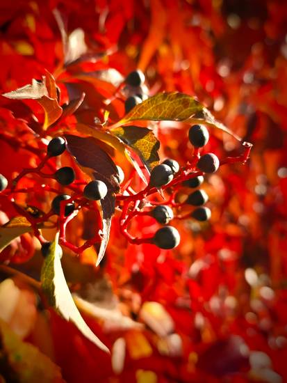 Herbstblätter