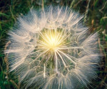 Pusteblume Makroaufnahme mit Licht.jpg (11280 KB) 