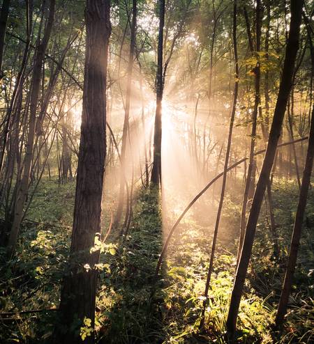 Sonne bricht durch Nebel im Wald 2