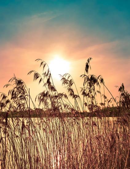 Sonnenuntergang am See mit Schilf 