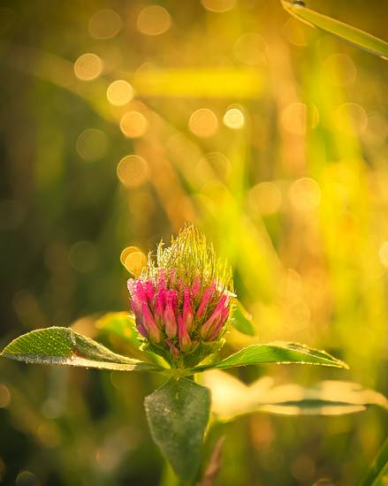 Wiese mit Regentropfen Bokeh und Sonnenschein