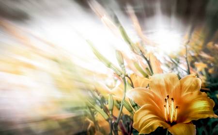 Yellow Flowers