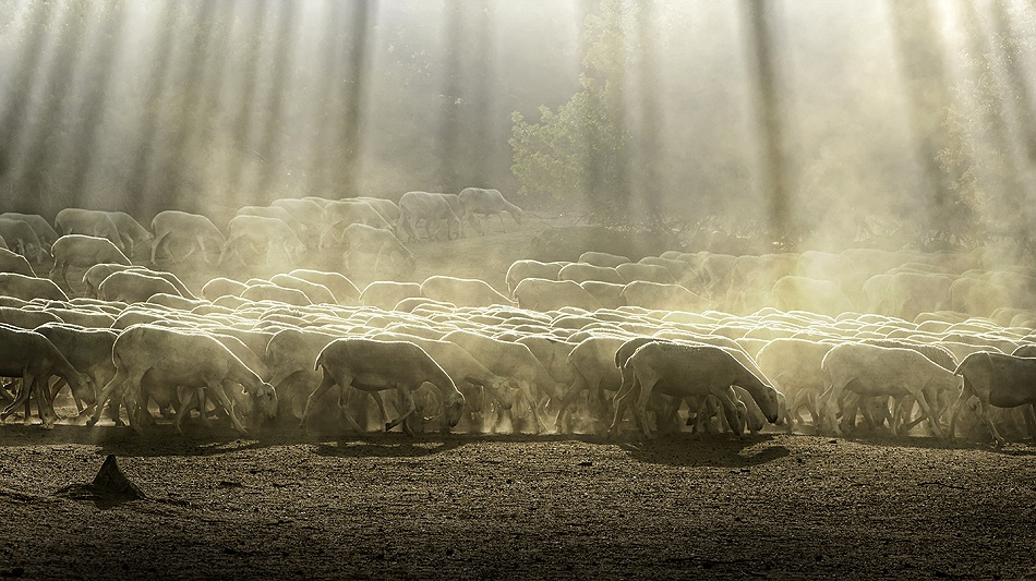 Herd sheep in the forest de Deyan Georgiev