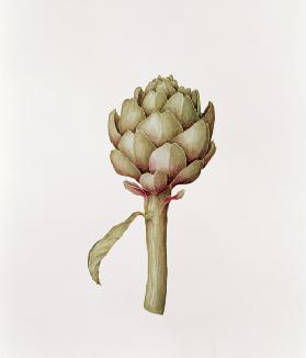 Artichoke, 1999 (pencil on paper) 