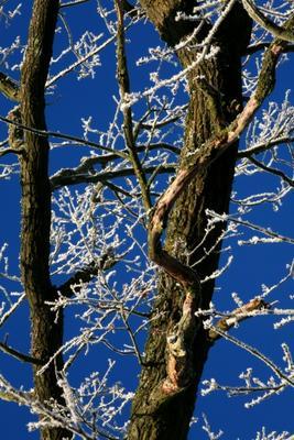 Baum bei Minus 8 Grad