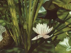 Nymphaea