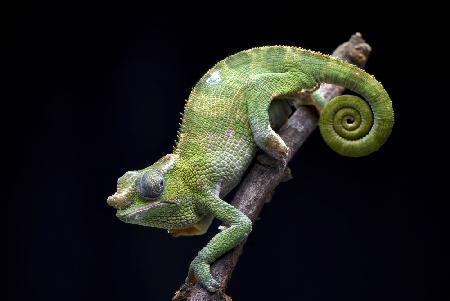 Fischer chameleon on black background