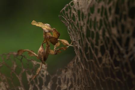 ghost mantis