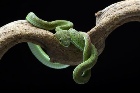 Green viper